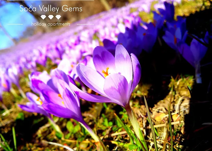 Amber Διαμέρισμα